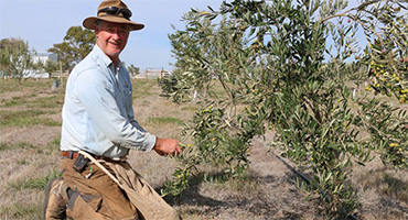 harvesting green olives