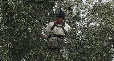 pruning green olives